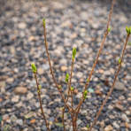 Zimovec včasný (Chimonanthus praecox) výška 20-30 cm, kont.C3L